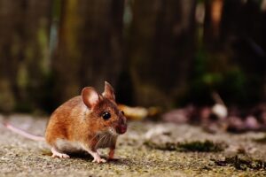 口臭サプリを使ったドライマウス改善に効果的な食事は？