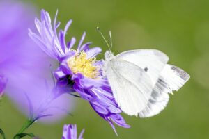 口臭サプリが腸内環境に与える影響とは？