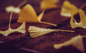 口臭サプリを使って胃腸が弱い人の悩みを解消する方法は？