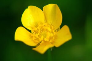 長持ちする口臭サプリで効果的な予防方法は？