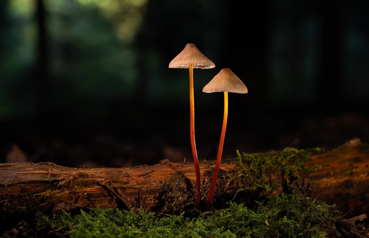 口臭サプリで悪玉菌対策の効果はどれくらい持続する？