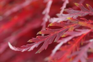 口臭サプリを使ったドライマウス対策で効果が長持ちする方法は？