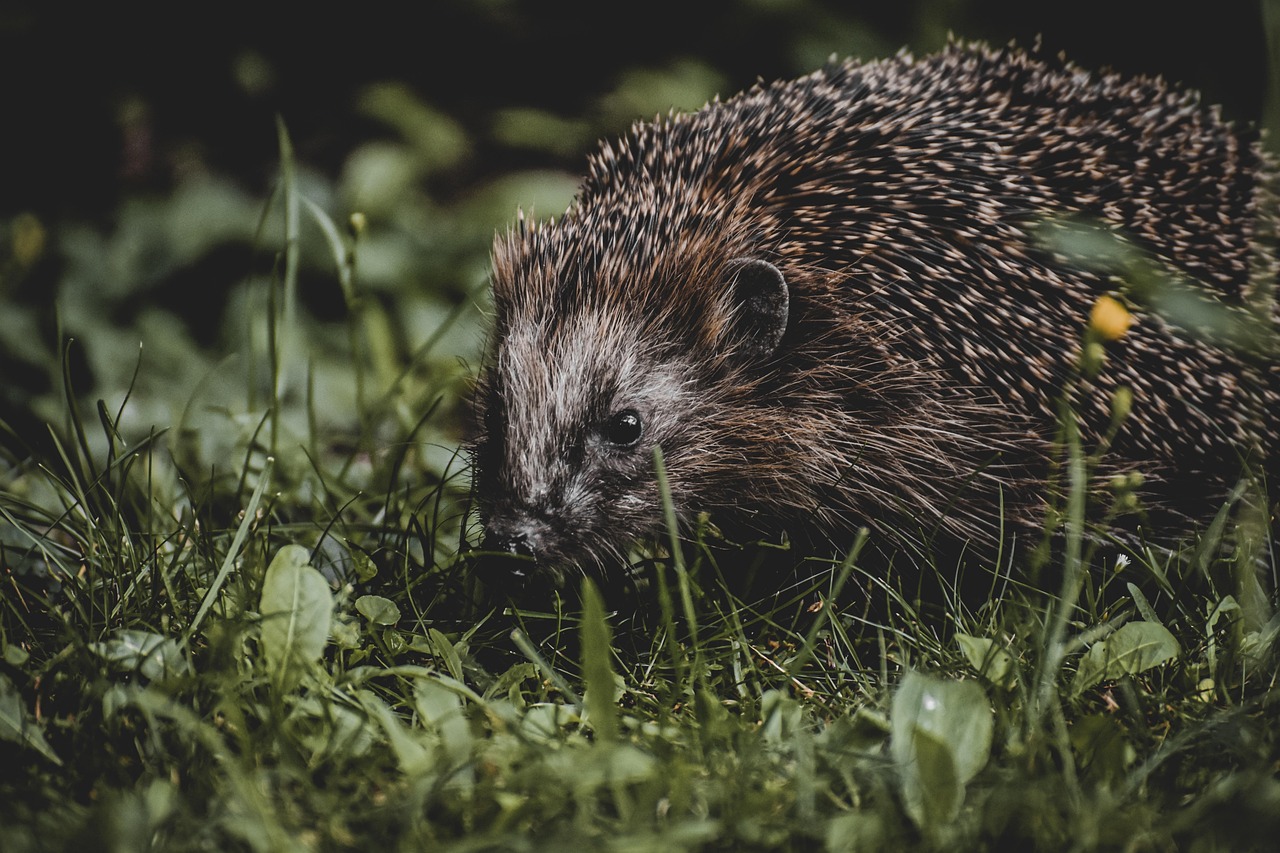 口臭対策に効果的なサプリの即効性を比較すると？