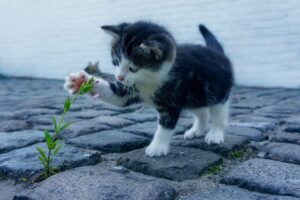 口臭が気になる人におすすめの匂いしないサプリは？