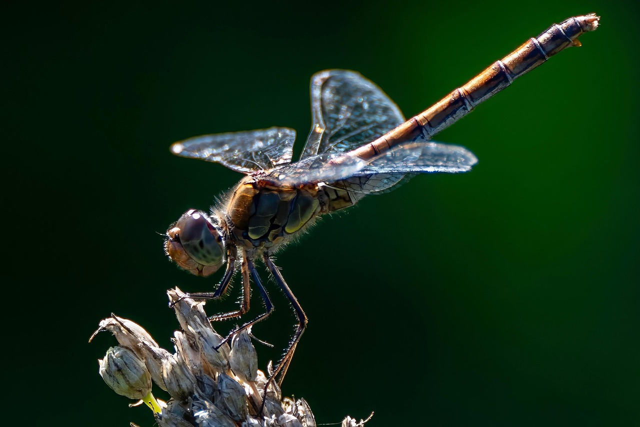 口臭対策に効果的なサプリの楽天での口コミは？