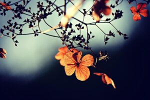 口臭対策に効果的なサプリはドライマウスにも効くの？