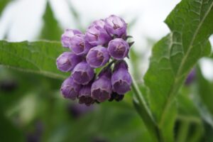 口臭対策に効果的な舌苔サプリはどれ？
