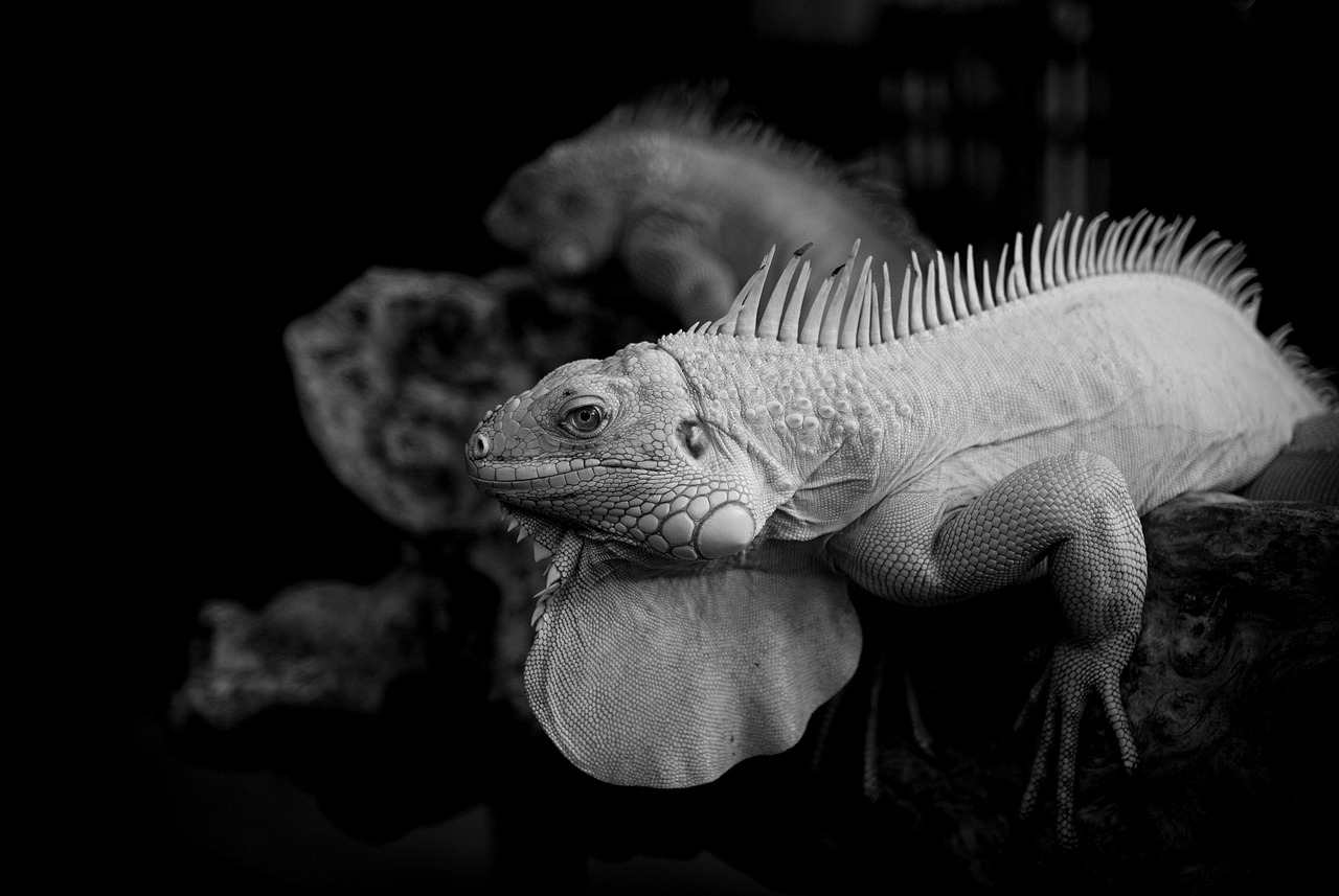 口臭対策に最適なサプリ完全ガイドとは？